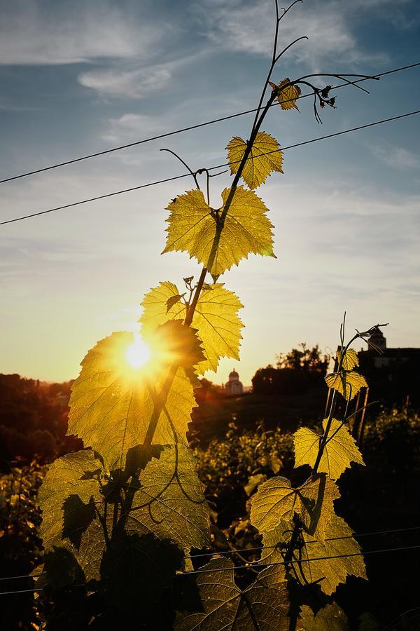 Loisium Wine & Spa Hotel Suedsteiermark Ehrenhausen Dış mekan fotoğraf