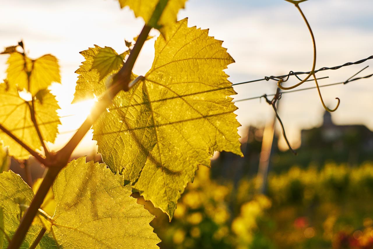 Loisium Wine & Spa Hotel Suedsteiermark Ehrenhausen Dış mekan fotoğraf
